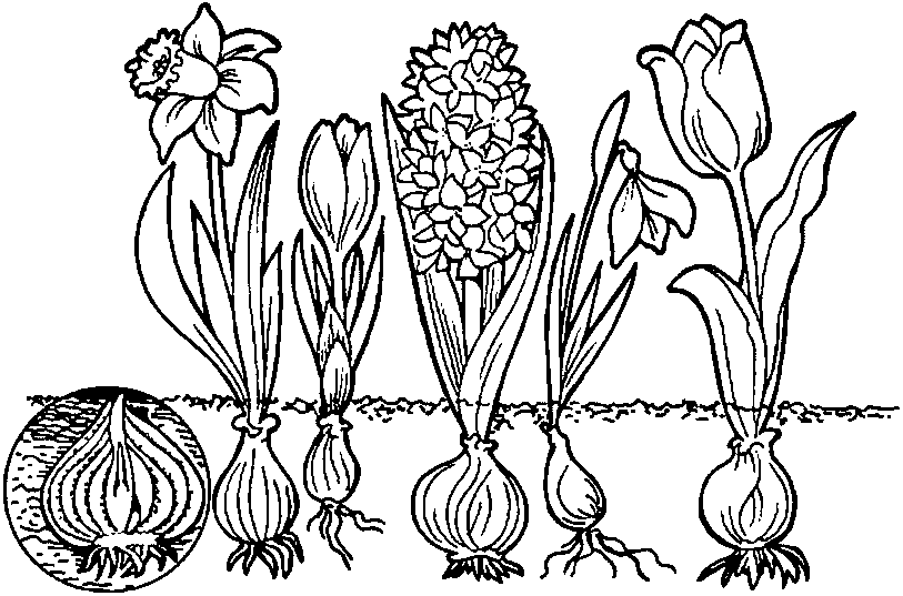evolution of a flower